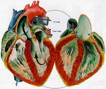 Circulatory System Encyclopedia - Home